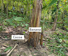Cocoa transplanted to a farm