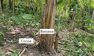 Cocoa transplanted to a farm
