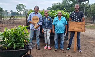 Distribution of seedling