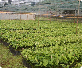 Cocoa seedlings being grown