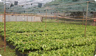 Cocoa seedlings being grown