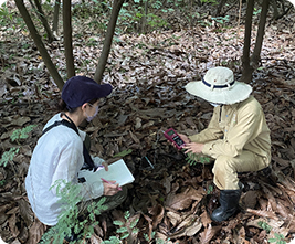 Cocoa seedlings being grown