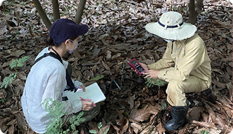 Cocoa seedlings being grown