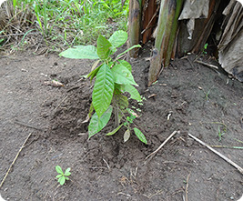 Plantain (upper right) and cocoa (middle)