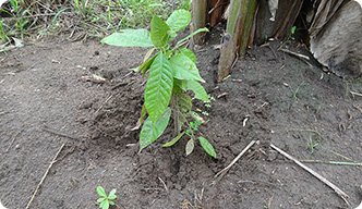 Plantain (upper right) and cocoa (middle)