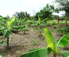 Replanted cocoa seedlings and plantains providing the shade