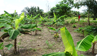 Replanted cocoa seedlings and plantains providing the shade