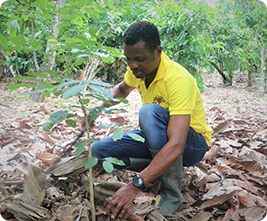 Planting shade trees