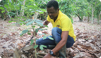 Planting shade trees