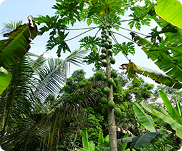 Agroforestry Farm