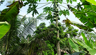 Agroforestry Farm