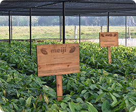 Cocoa seedlings grown over half a year