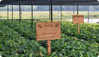 Cocoa seedlings grown over half a year