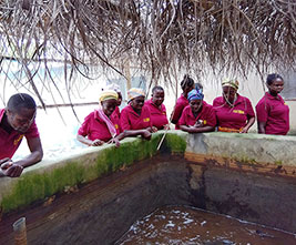 Fish Farming Business Started by VSLA Group