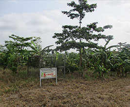The Plot Where Cocoa Was Planted in 2020
