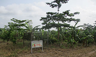 The Plot Where Cocoa Was Planted in 2020