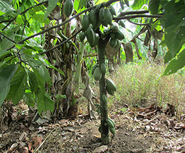 Cocoa Beginning to Bear Fruit