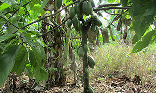 Cocoa Beginning to Bear Fruit