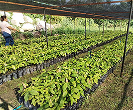Donated Seedlings