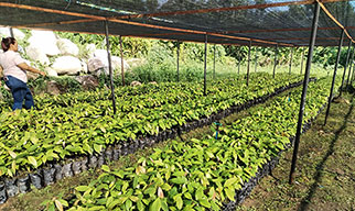 Donated Seedlings