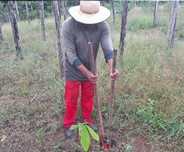 Donated Seedlings