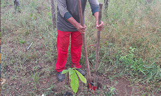 Donated Seedlings