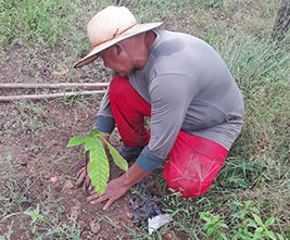Donated Seedlings