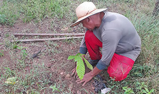 Donated Seedlings