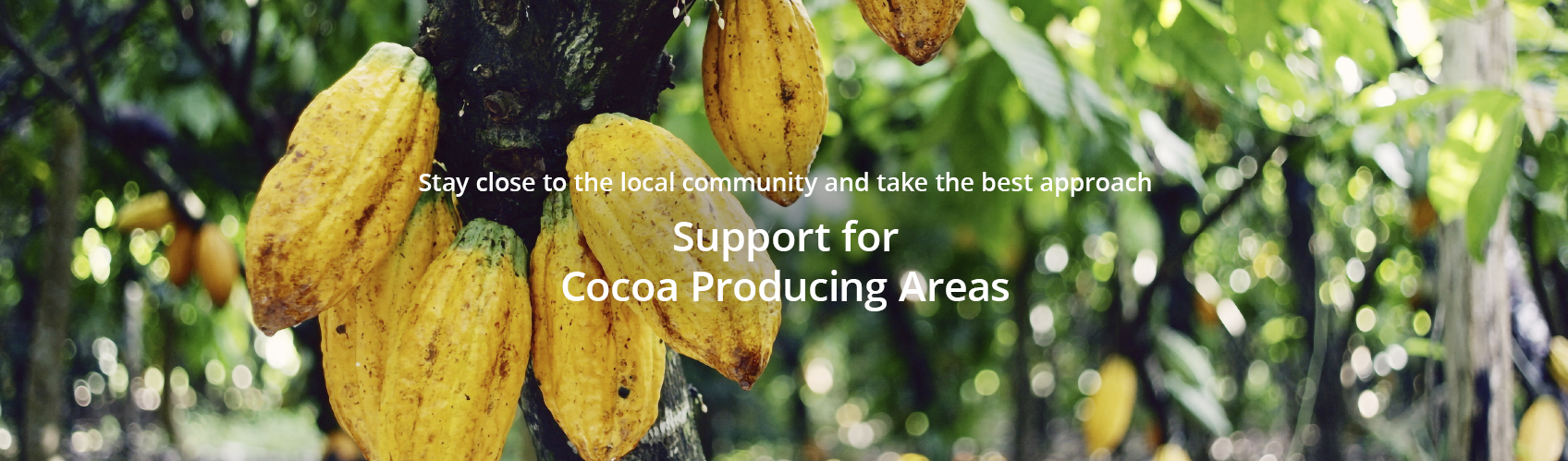 Support for cocoa producing areas Stay close to the local community and take the best approach.