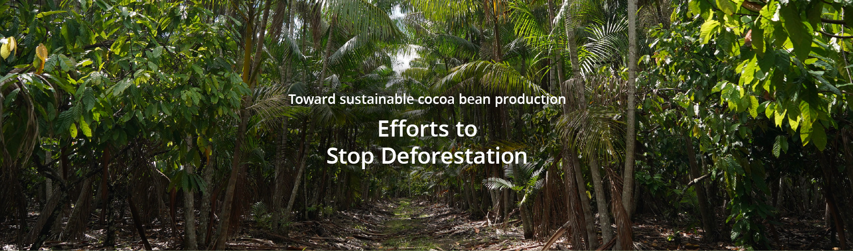 Efforts to Stop Deforestation Toward sustainable cocoa bean production