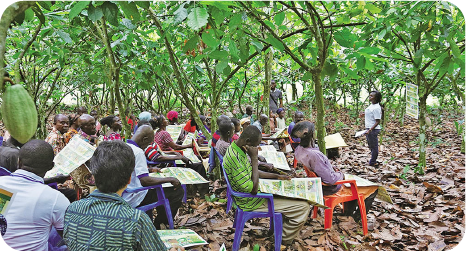 Study sessions for farmers on cocoa cultivation