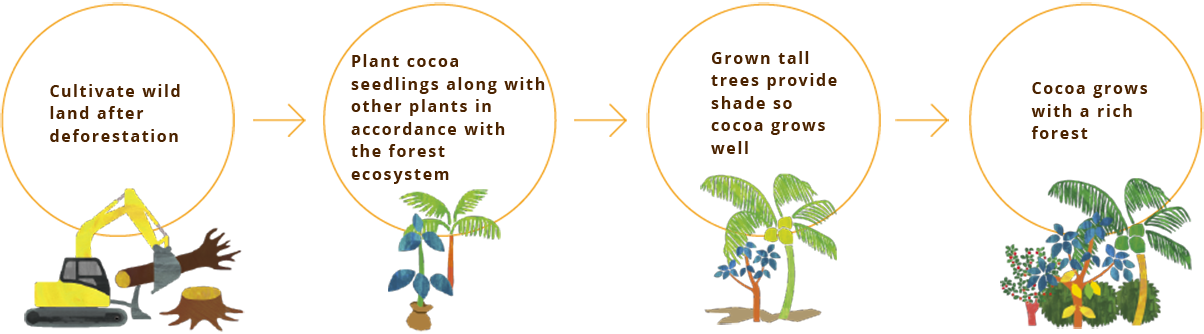 cultivate wild land after deforestatio → Plant cocoa seedlings along with other plants in accordance with the forest ecosystem → grown tall trees provide shade so cocoa grows well → Cocoa grows with a rich forest