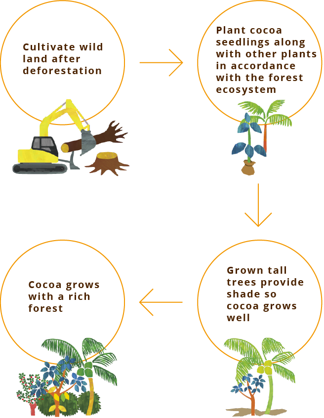 cultivate wild land after deforestatio → Plant cocoa seedlings along with other plants in accordance with the forest ecosystem → grown tall trees provide shade so cocoa grows well → Cocoa grows with a rich forest