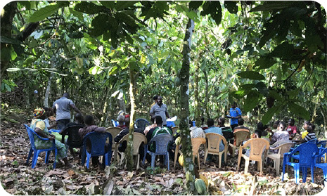 Training on a cocoa farm