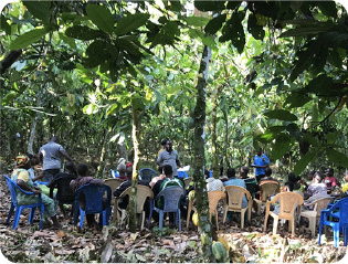 Training on a cocoa farm
