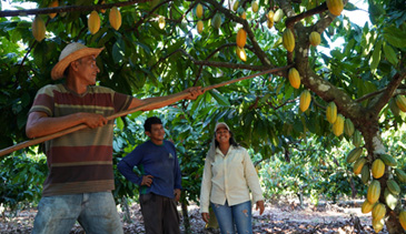 photo of farmars harvesting cocoa beans
