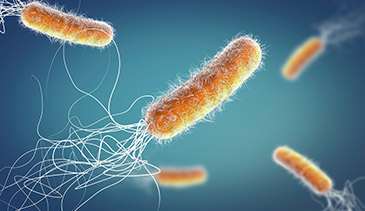 photo of bacteria