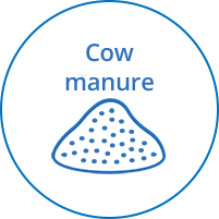 Cow manure