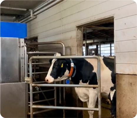 A cow entering the milking robot. The machine reads an information tag attached to the cow's neck and identifies the individual information.
