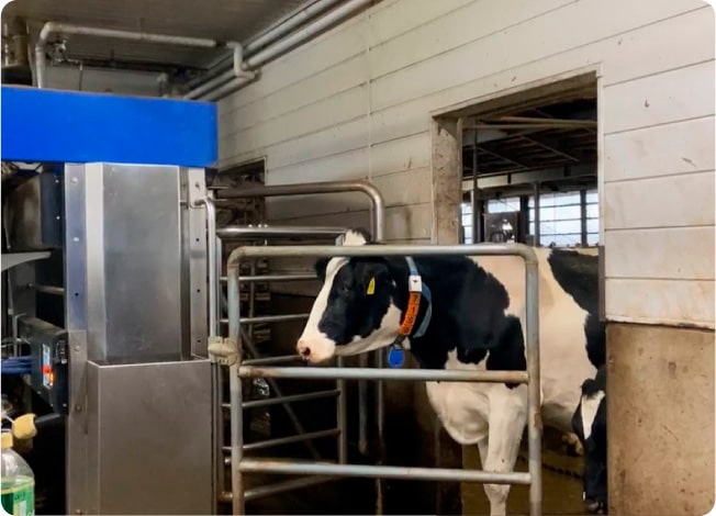 A cow entering the milking robot. The machine reads an information tag attached to the cow's neck and identifies the individual information.