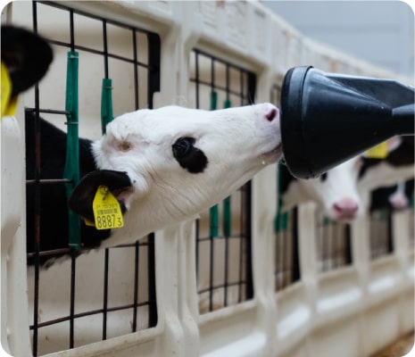 A calf drinking milk from a nursing robot.