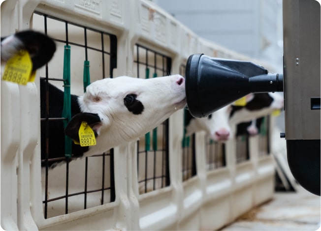 A calf drinking milk from a nursing robot.