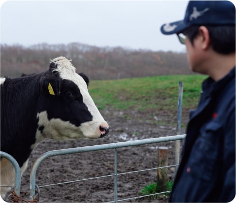 A dairy cow finds Mr. Ryosuke and approaches him. From spring to autumn, they grow up eating grass in a vast pasture.