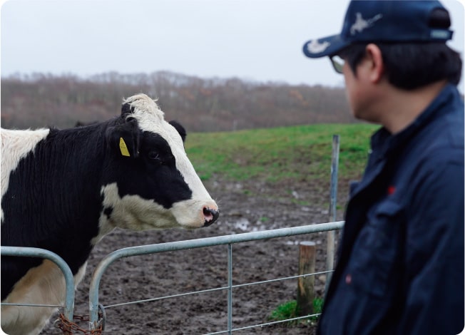 A dairy cow finds Mr. Ryosuke and approaches him. From spring to autumn, they grow up eating grass in a vast pasture.