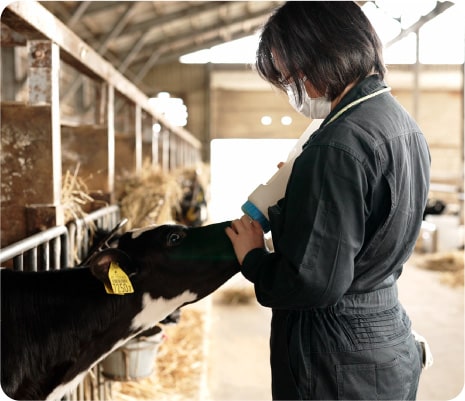 Chizuru Sato (Mr. Ryosuke's wife) giving milk to a calf. Currently, the farm is run by 7 staffs and 4 family members who work in shifts.