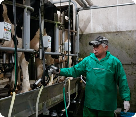 President Sato milking a cow that has just given birth. By looking into the eyes of a cow, he can tell if she has a fever or any other ailment.