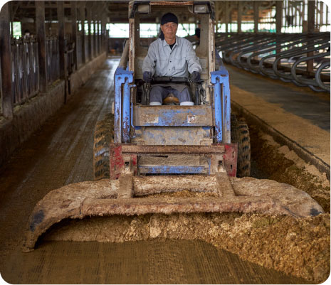 The rice hulls on the cow bed is cleaned twice a day and delivered to a power plant about five minutes away by car.