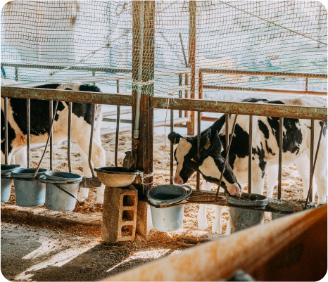 Calves 2-3 months old. They will spend their entire life on the farm.