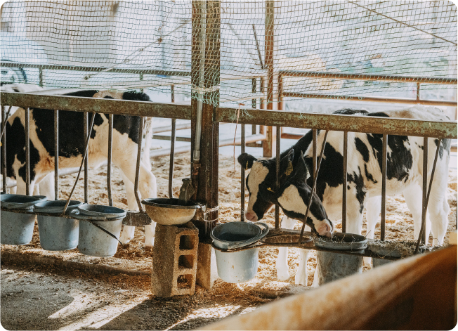 Calves 2-3 months old. They will spend their entire life on the farm.