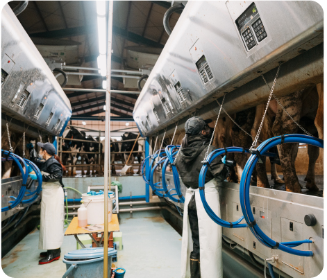Work in the milking parlor. Two months after the move, the cows are getting used to milking.